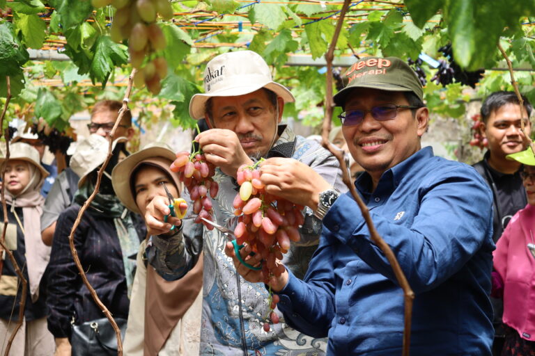Dokumentasi: Panen Anggur Wakaf Produktif Wakaf Salman