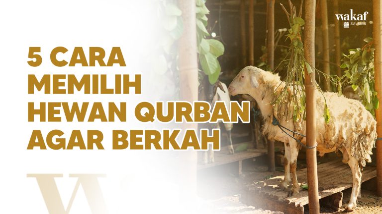 Thumbnail Artikel 5 CARA MEMILIH HEWAN QURBAN AGAR BERKAH