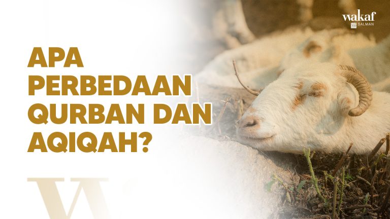 Thumbnail Artikel APA PERBEDAAN QURBAN DAN AQIQAH